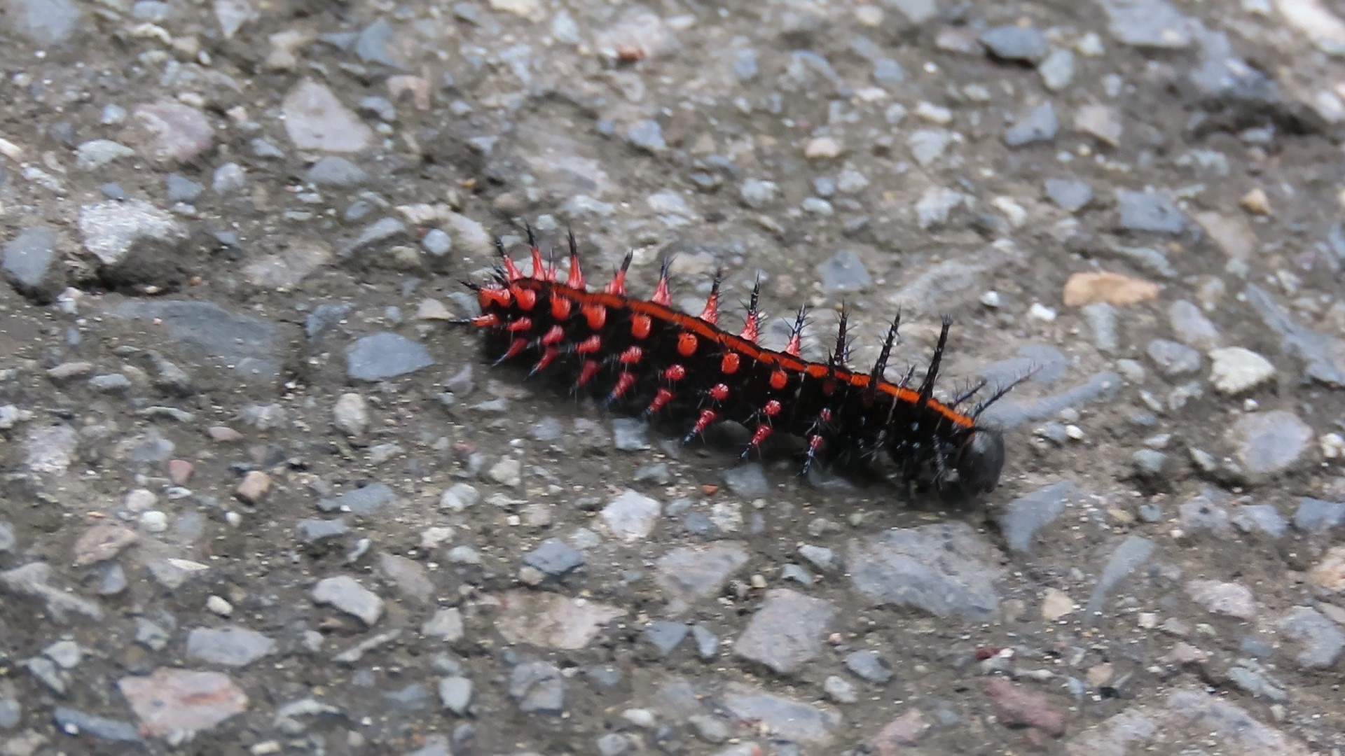 黒にオレンジの君はだれ つぶやき英単語 1213 Zuka隊長のつぶやき英単語