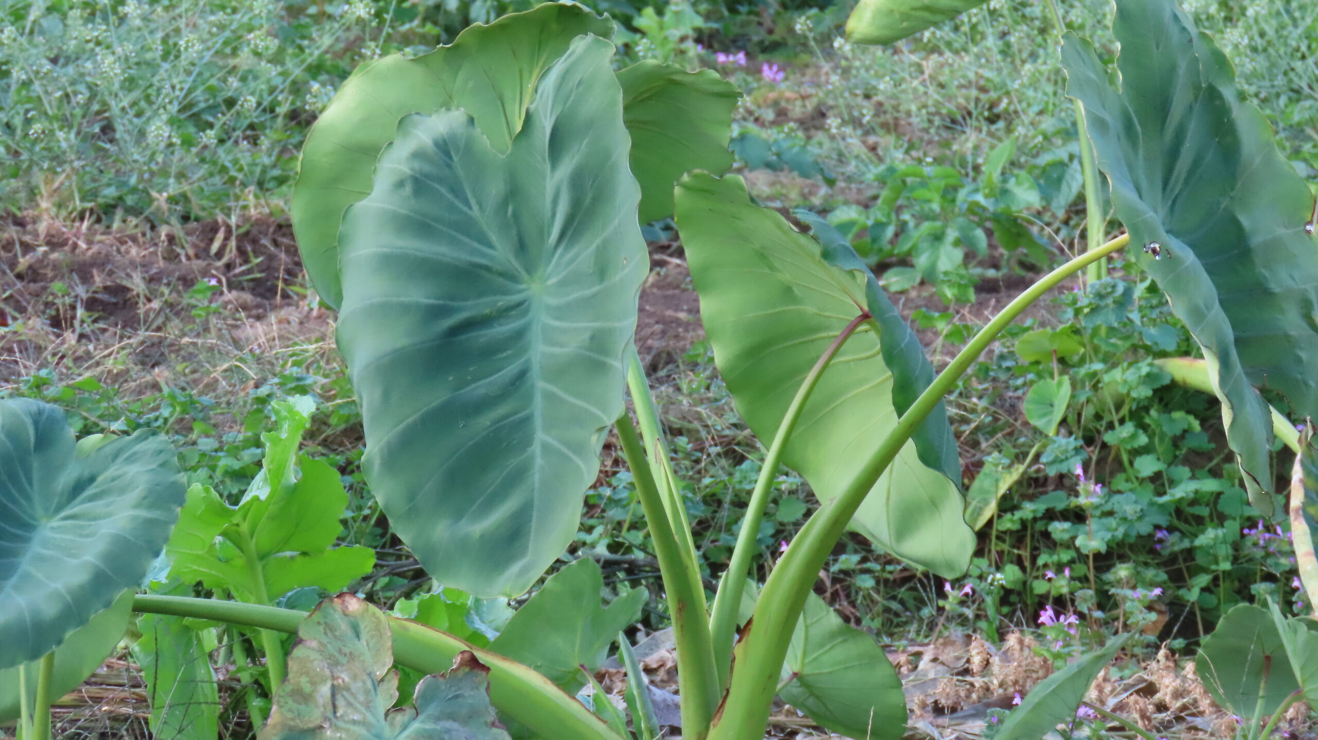 ハート形の大きな葉っぱ サトイモ の英語 つぶやき英単語 1800 Zuka隊長のつぶやき英単語